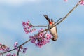 Sooty-headed Bulbul perching on a perch of wild himalayan cherry Royalty Free Stock Photo