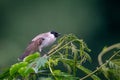 The sooty-headed bulbul Pycnonotus aurigaster is a species of songbird in the Bulbul family, Pycnonotidae.