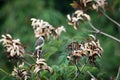 The sooty-headed bulbul Pycnonotus aurigaster is a species of songbird in the Bulbul family, Pycnonotidae.