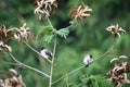 The sooty-headed bulbul Pycnonotus aurigaster is a species of songbird in the Bulbul family, Pycnonotidae.