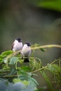 The sooty-headed bulbul Pycnonotus aurigaster is a species of songbird in the Bulbul family, Pycnonotidae.