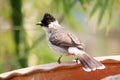 Sooty-headed bulbul