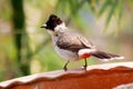 Sooty-headed bulbul