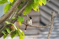 Sooty headed bulbul, song bird with black head, red vent perching on tree in Thailand, Asia