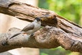 Sooty headed bulbul, song bird with black head, red vent perching on tree with worm in its beaks