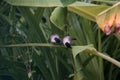 sooty-headed Bulbul