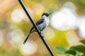 Sooty-headed bulbul Standing in cable