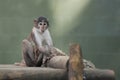 Sooty mangabey Royalty Free Stock Photo