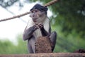 Sooty mangabey with a clod of earth Royalty Free Stock Photo