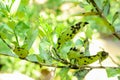 Sooty mold disease on lemon leaves