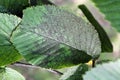 Sooty mold on leaf of Ulmus glabra or Wych elm