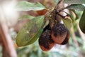 Sooty mold on sapodilla fruit