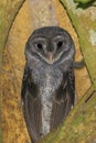 Sooty Owl in Queensland Australia