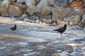 Sooty Oystercatcher bird with chick Australian wildlife Royalty Free Stock Photo