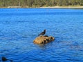 Sooty Oystercatcher shorebird on rock in blue water Royalty Free Stock Photo