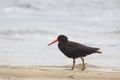 Sooty Oystercatcher (Haematopus fuliginosus)