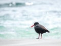 Sooty Oystercatcher (Haematopus fuliginosus), Bruny Island, Tasmania