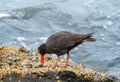 Sooty Oystercatcher (Haematopus fuliginosus) collecting food.