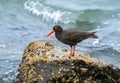 Sooty Oystercatcher (Haematopus fuliginosus) on a rock ledge.