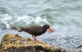 Sooty Oystercatcher (Haematopus fuliginosus) on the rocks.