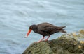 Sooty Oystercatcher (Haematopus fuliginosus) with a shell.