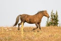 Sooty Palomino stallion wild horse running on a ridge in the Pryor Mountains Wild Horse Range in Montana USA Royalty Free Stock Photo