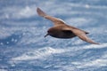 Sooty shearwater in flight off the coast of New Zealand Royalty Free Stock Photo