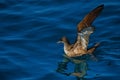 Sooty shearwater in New Zealand waters