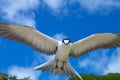 Sooty Tern Royalty Free Stock Photo