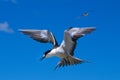 Sooty Tern Royalty Free Stock Photo