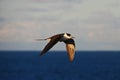 a sooty tern bird flying over a body of water on Lord Howe Island in Australia Royalty Free Stock Photo