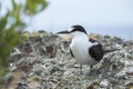 Sooty tern bird, Onychoprion fuscatus seabird on cliff top