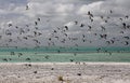 The Sooty Tern Birds Royalty Free Stock Photo