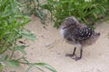 Sooty Tern Chick, Lord Howe Island