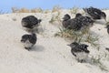 Sooty Tern on Michaelmas Cay