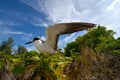 Sooty tern nesting