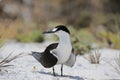 Sooty tern (Sterna fuscata) bird