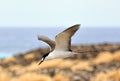 Sooty Tern Royalty Free Stock Photo