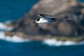 Sooty Tern (Sterna fuscata) on Lord Howe Island Royalty Free Stock Photo