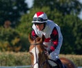 Sophie Ralston. UK Horse Racing Jockey Royalty Free Stock Photo