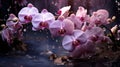 A sophisticated arrangement of elegant orchids, their intricate, delicate petals adorned with dew drops, set against a dark,