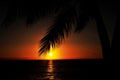 Sophisticated elegant orange sunset in Maui Hawaii with palm tree