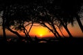 Sophisticated elegant orange sunset in Maui Hawaii with palm tree Royalty Free Stock Photo