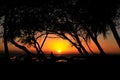 Sophisticated elegant orange sunset in Maui Hawaii with palm tree