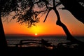 Sophisticated elegant orange sunset in Maui Hawaii with palm tree Royalty Free Stock Photo