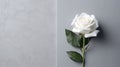 Sophisticated Harmony: White Rose Flower on Grey Surface with Refined Aesthetics