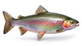 Elegant Silhouette of Rainbow Trout A Minimalist Stock Photo for Culinary Healthy Eating and Seafood Design Projects Royalty Free Stock Photo