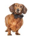 Sophisticated Weiner Dog In Black Tie Isolated on White Royalty Free Stock Photo