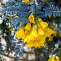 Sophora denudata Bory shrub flowering in springtime