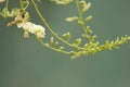 Sophora flower and bud lengthen to the sky Royalty Free Stock Photo